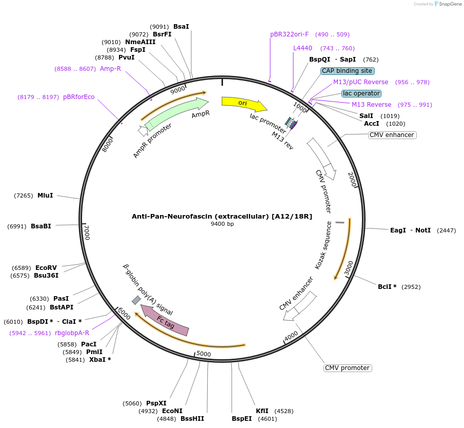 177438-plasmid-map-sequence-id-348771