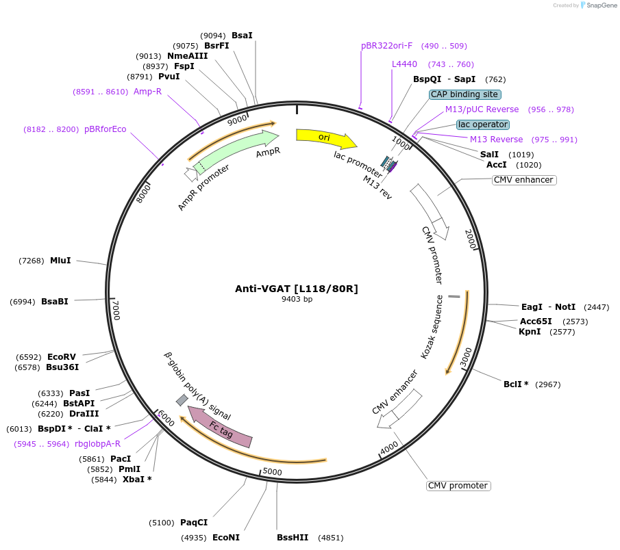 177463-plasmid-map-sequence-id-348774