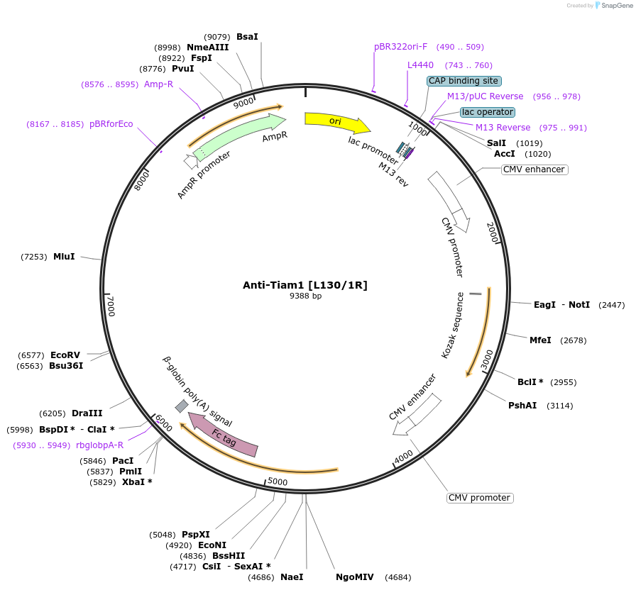 177476-plasmid-map-sequence-id-348780