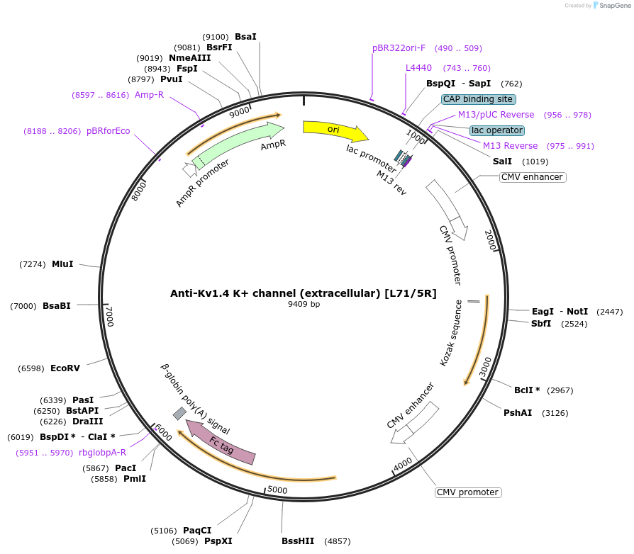 177488-plasmid-map-sequence-id-348785