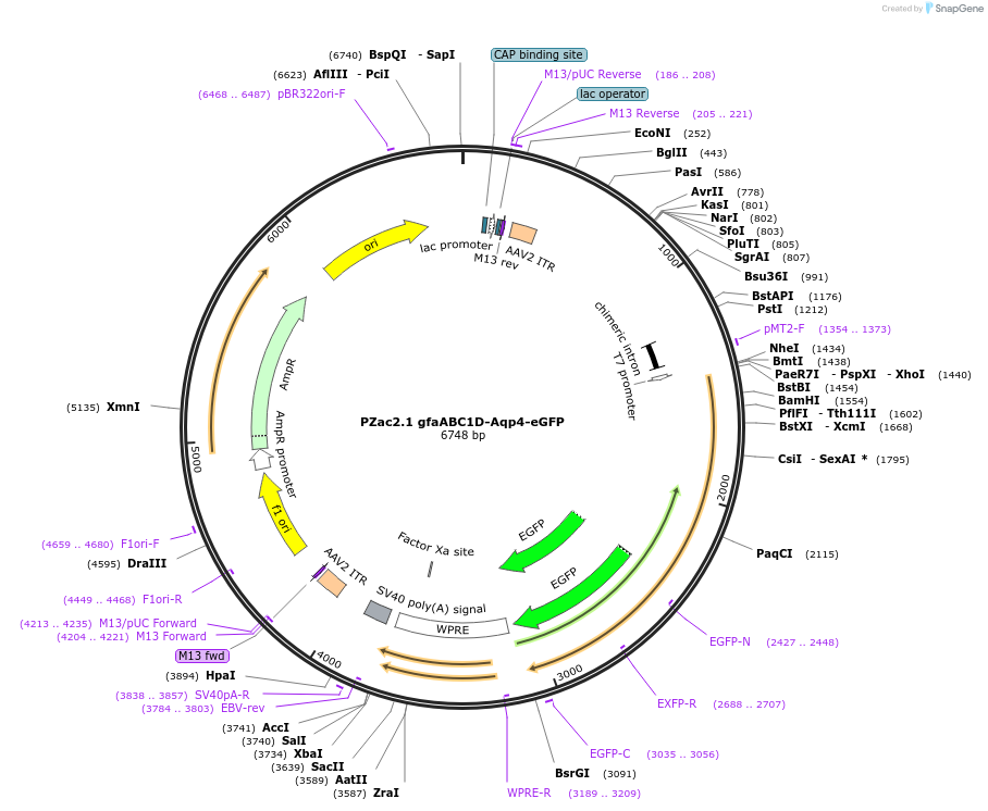 176747-plasmid-map-sequence-id-348811