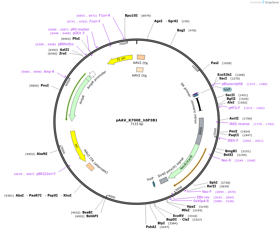 176591-plasmid-map-sequence-id-348816