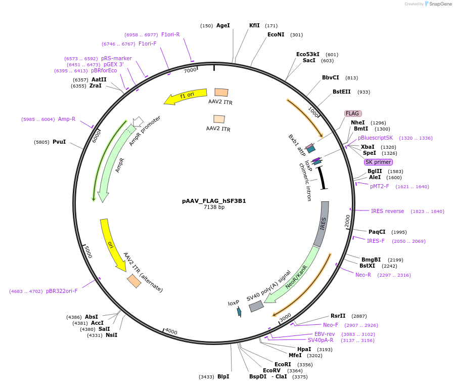 176590-plasmid-map-sequence-id-348817