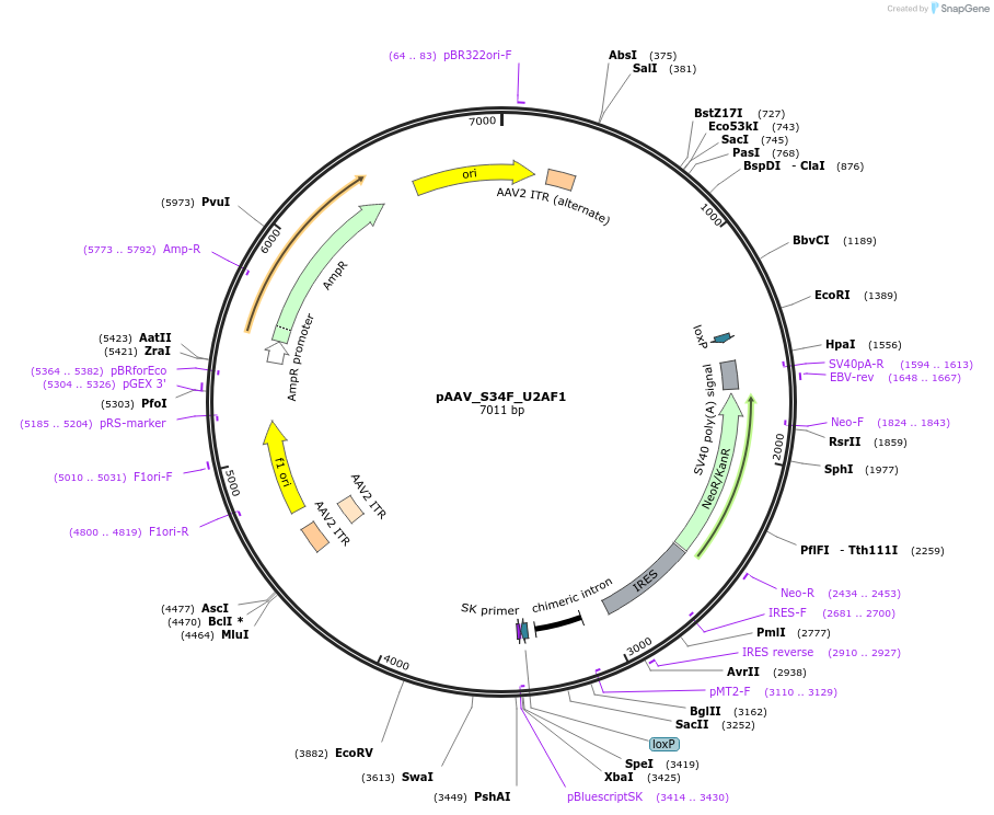 176592-plasmid-map-sequence-id-348819