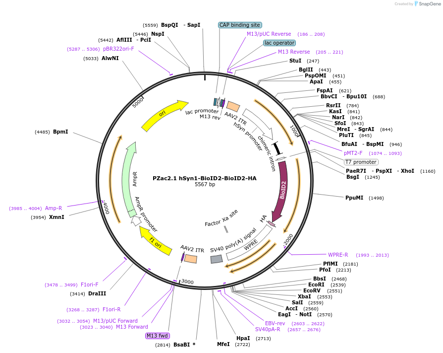 176855-plasmid-map-sequence-id-348828