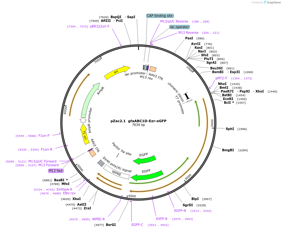 176856-plasmid-map-sequence-id-348831