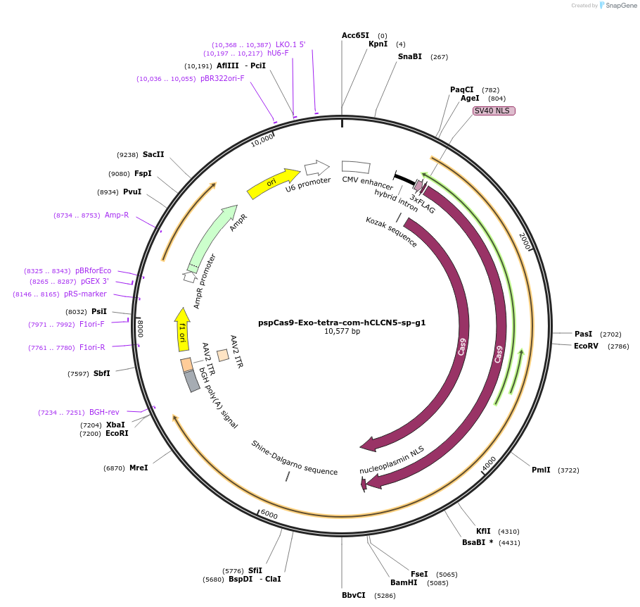 176238-plasmid-map-sequence-id-348842