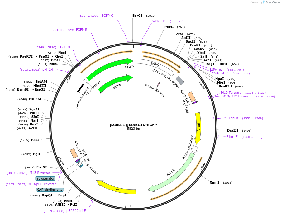 176861-plasmid-map-sequence-id-348850