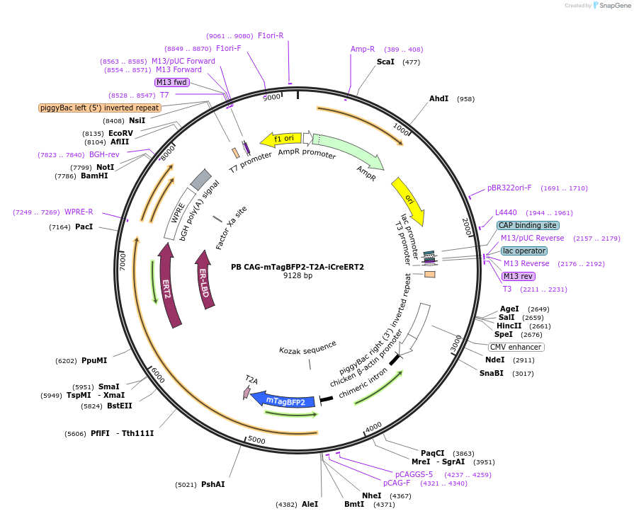 177308-plasmid-map-sequence-id-348855