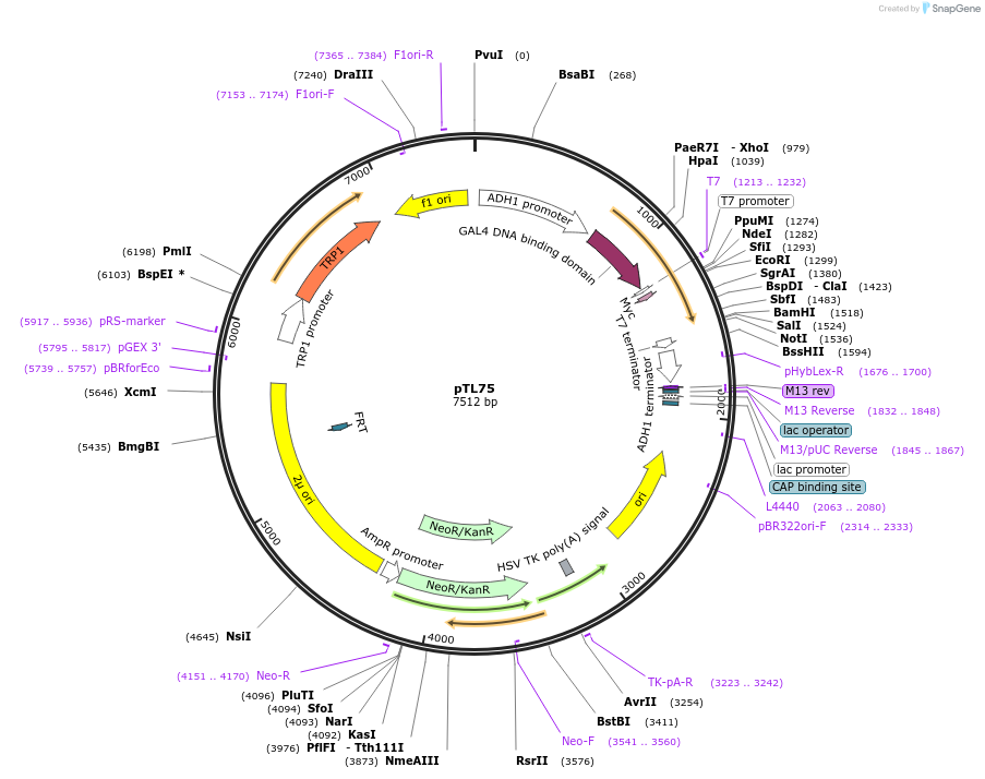 168309-plasmid-map-sequence-id-348908
