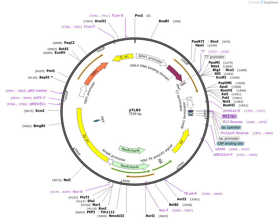 168319-plasmid-map-sequence-id-348918
