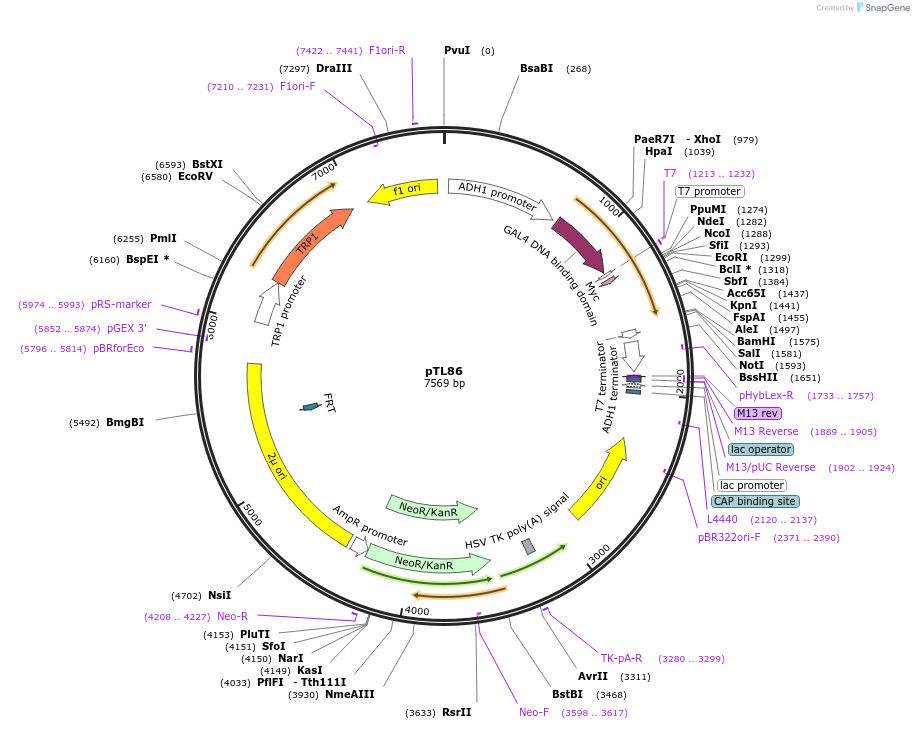168320-plasmid-map-sequence-id-348919