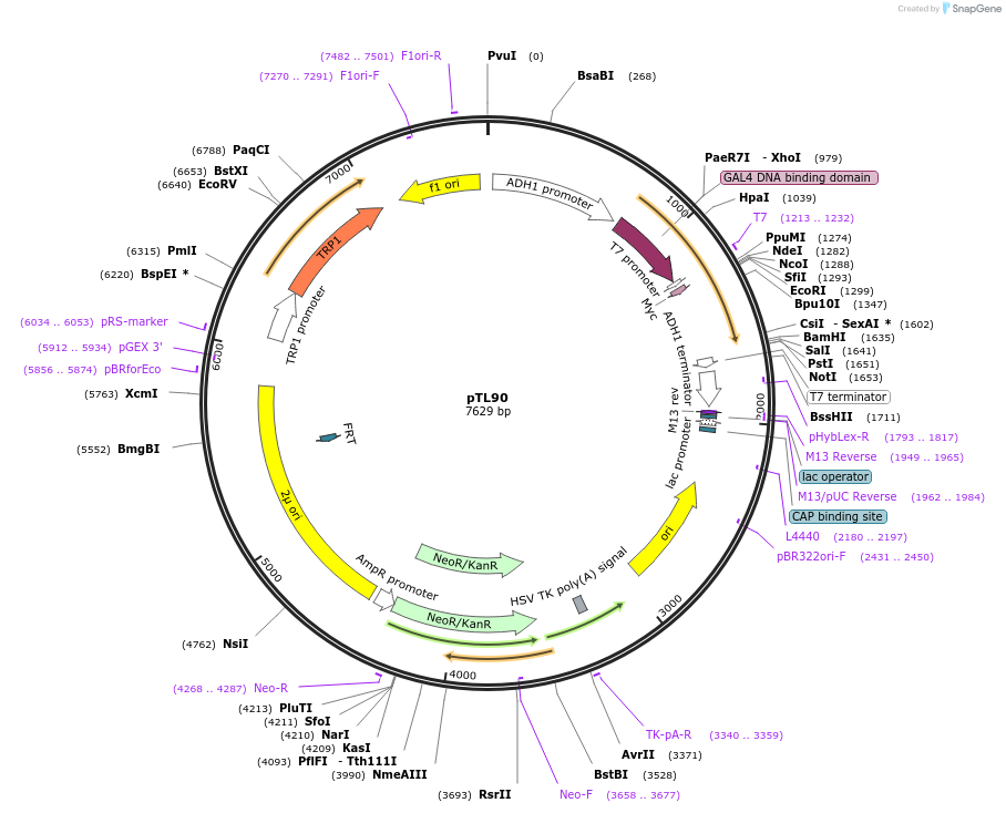168324-plasmid-map-sequence-id-348924
