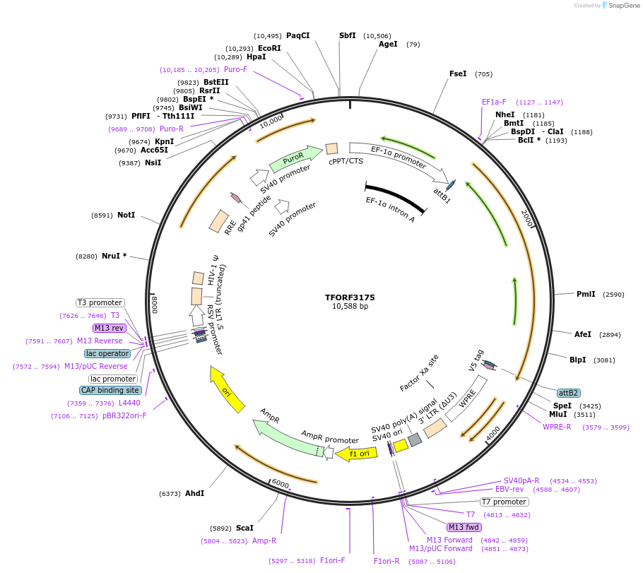 144651-plasmid-map-sequence-id-348925