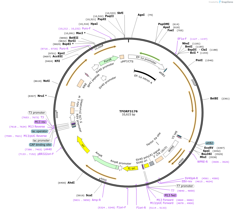 144652-plasmid-map-sequence-id-348926
