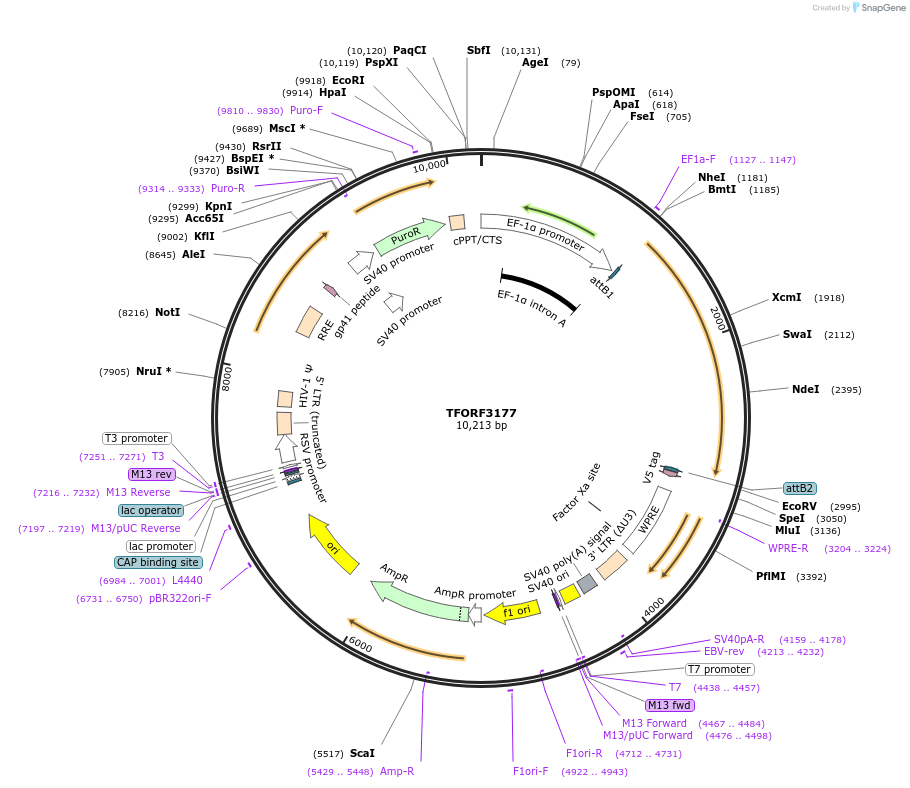 144653-plasmid-map-sequence-id-348928