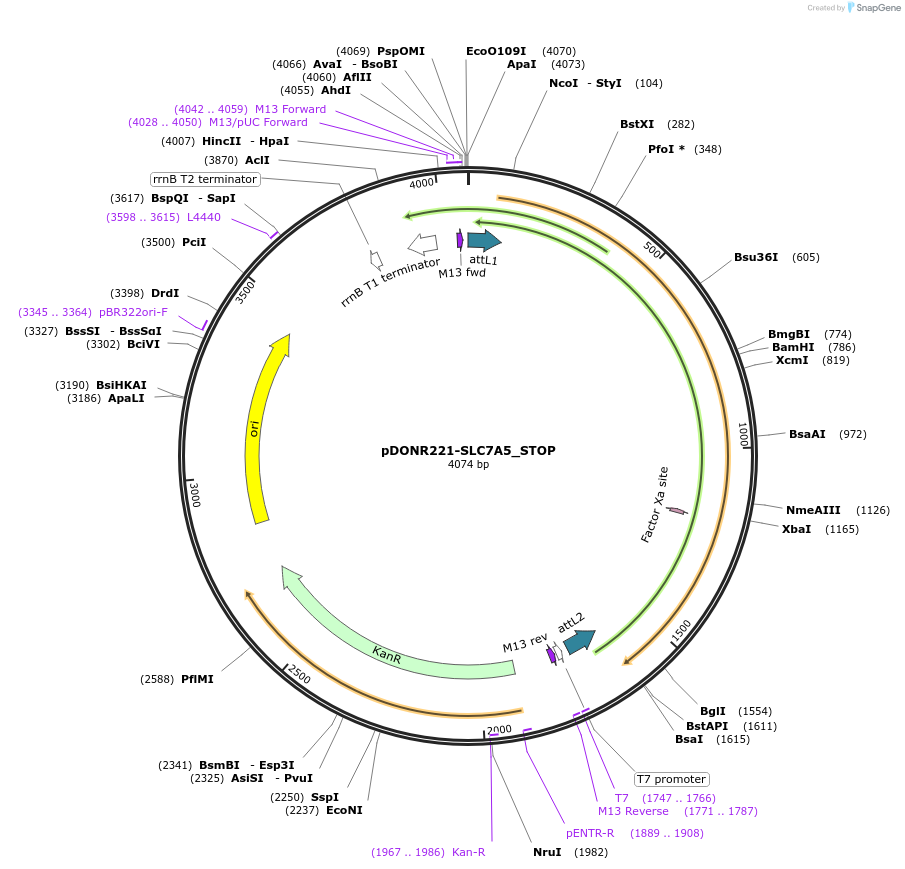 161363-plasmid-map-sequence-id-348933