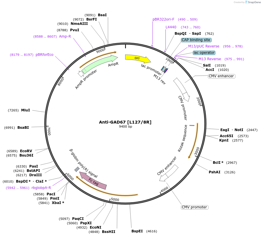 177475-plasmid-map-sequence-id-348939