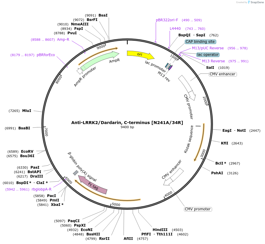 177520-plasmid-map-sequence-id-348942