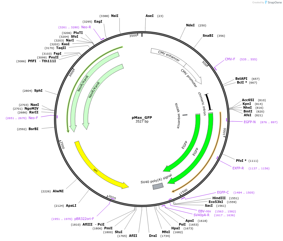 177825-plasmid-map-sequence-id-348945
