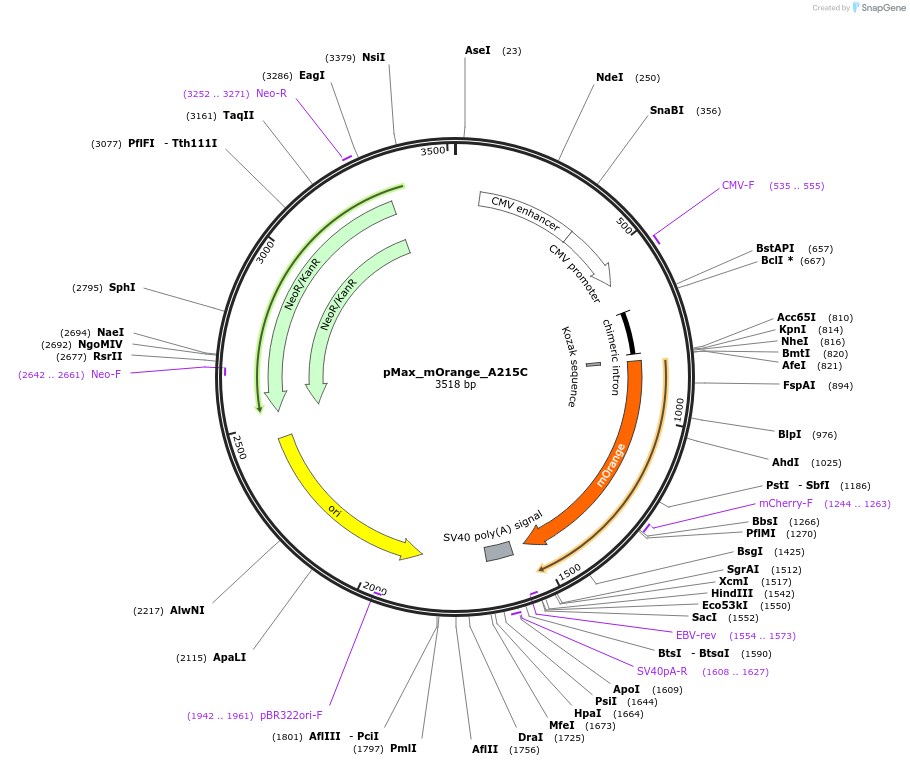 177828-plasmid-map-sequence-id-348949