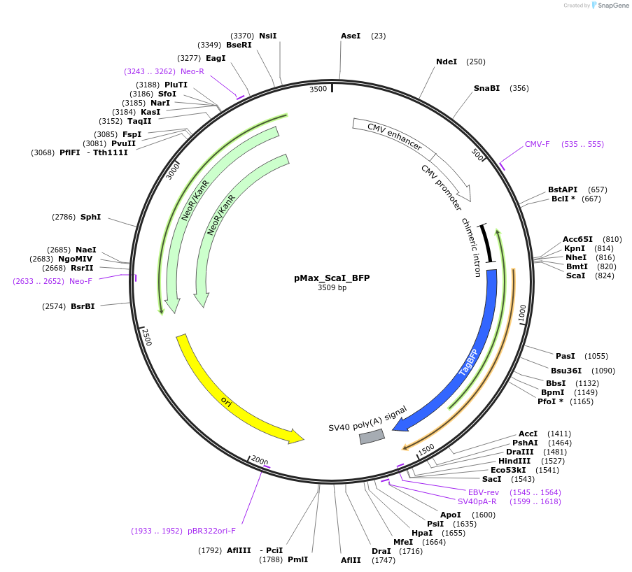 177824-plasmid-map-sequence-id-348950