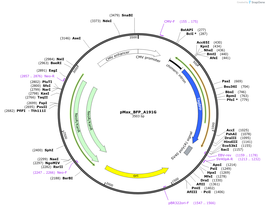 177823-plasmid-map-sequence-id-348952