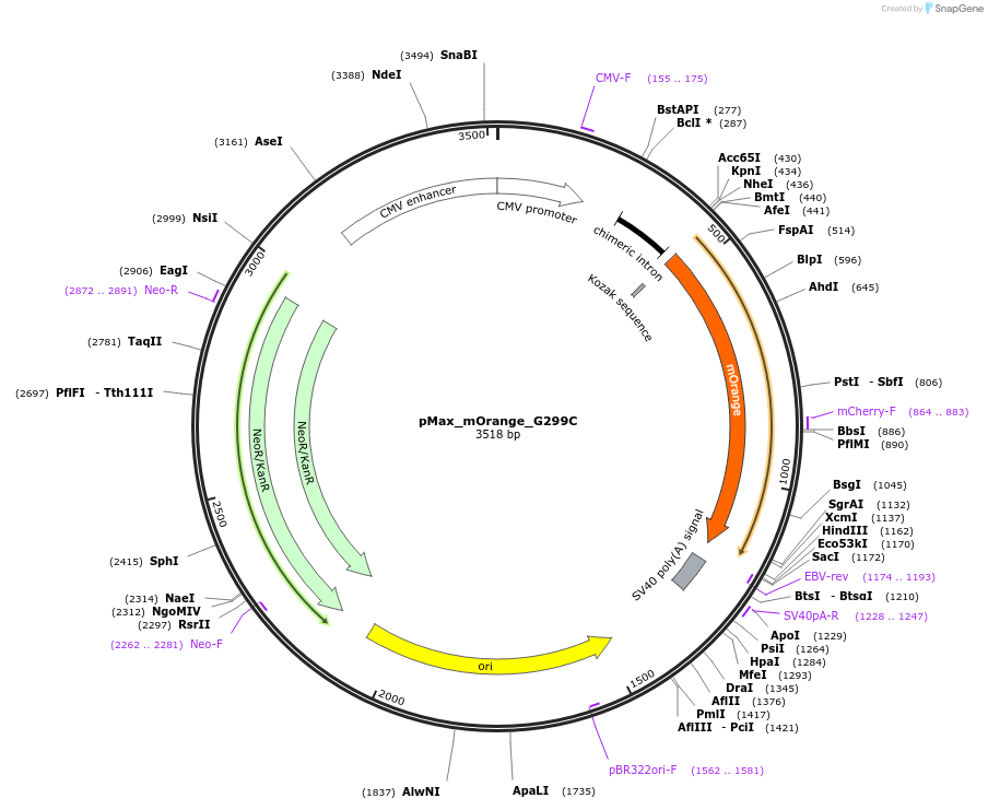 177829-plasmid-map-sequence-id-348954