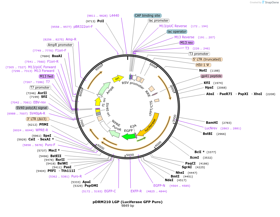 174722-plasmid-map-sequence-id-348963
