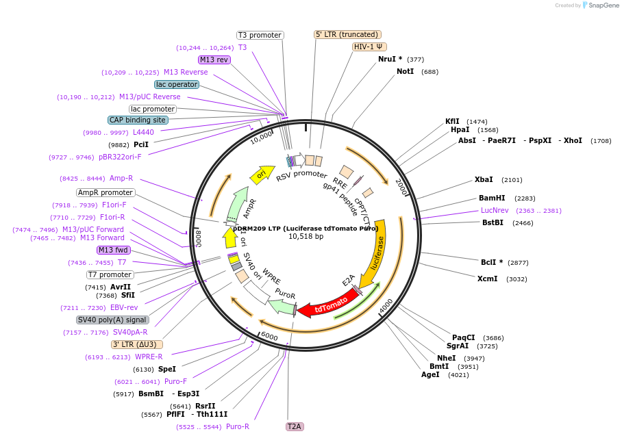 174723-plasmid-map-sequence-id-348966