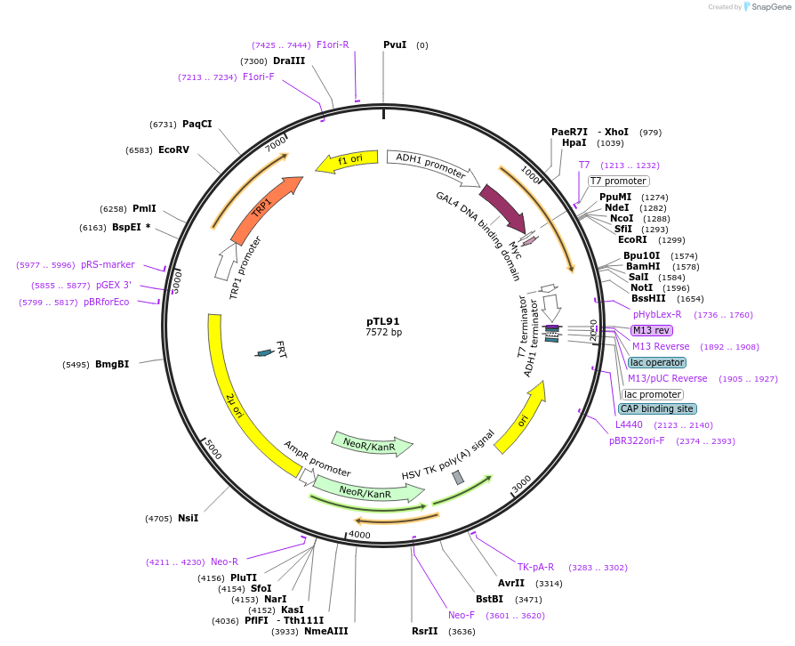 168325-plasmid-map-sequence-id-348970