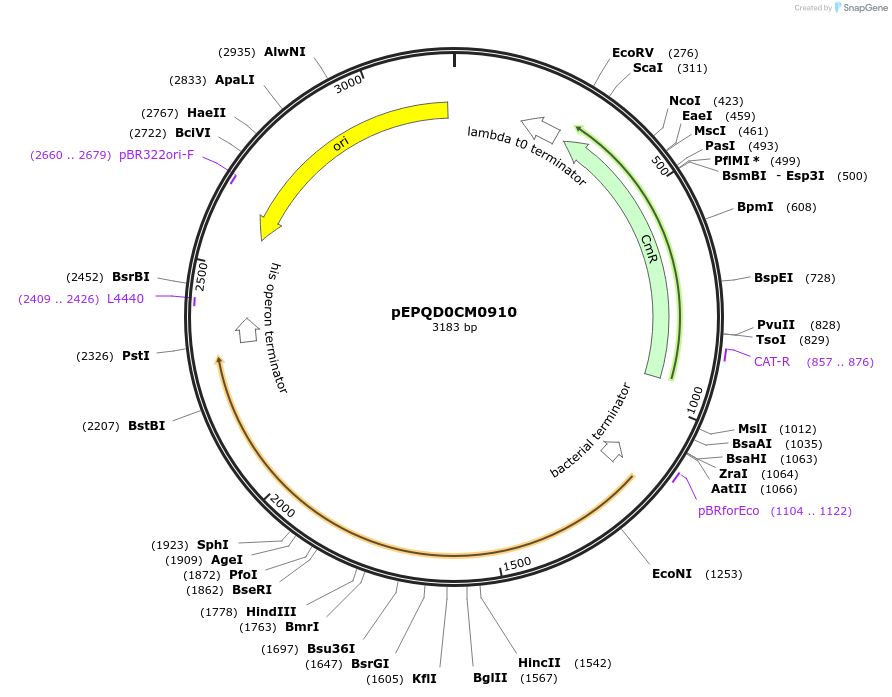 177033-plasmid-map-sequence-id-349000