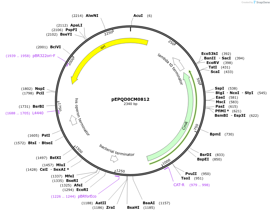 177034-plasmid-map-sequence-id-349001