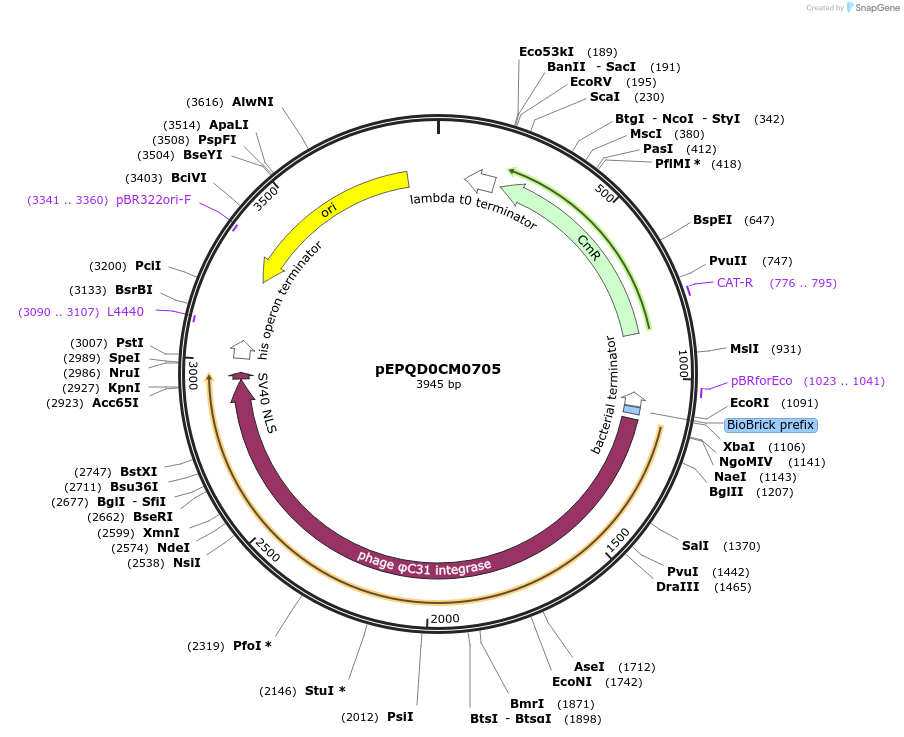 177035-plasmid-map-sequence-id-349002