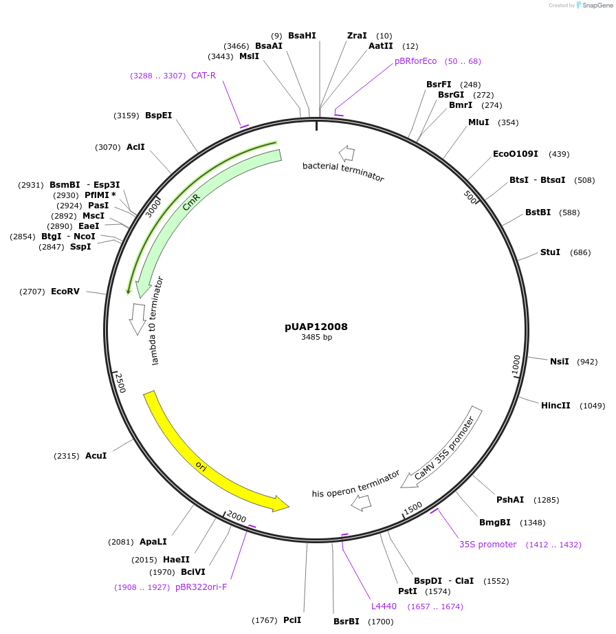177036-plasmid-map-sequence-id-349003