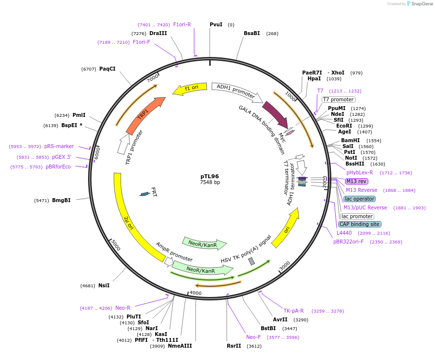 168330-plasmid-map-sequence-id-349005
