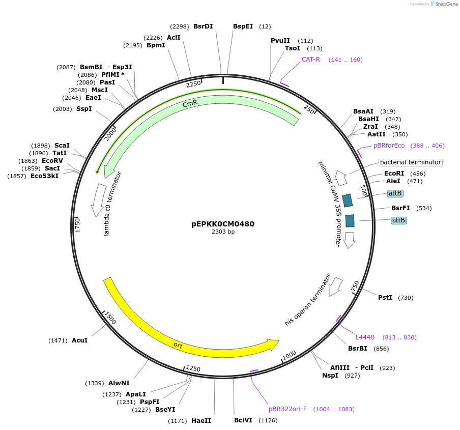 177037-plasmid-map-sequence-id-349006