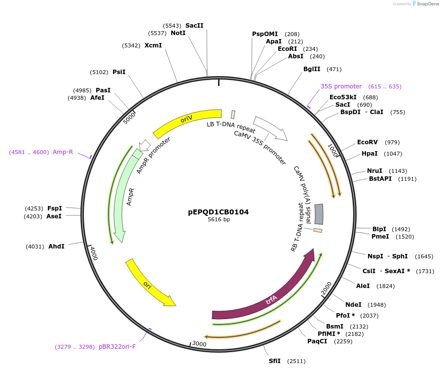 177038-plasmid-map-sequence-id-349009