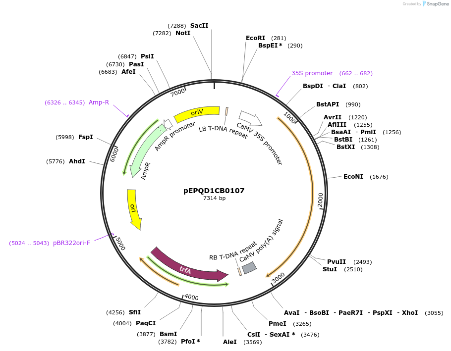 177040-plasmid-map-sequence-id-349013