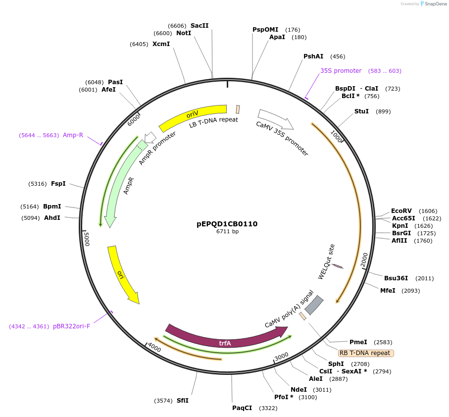 177043-plasmid-map-sequence-id-349020
