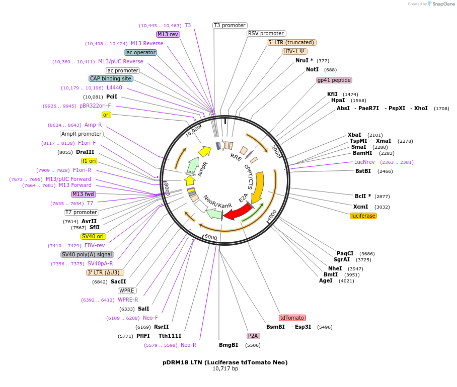 174721-plasmid-map-sequence-id-349021