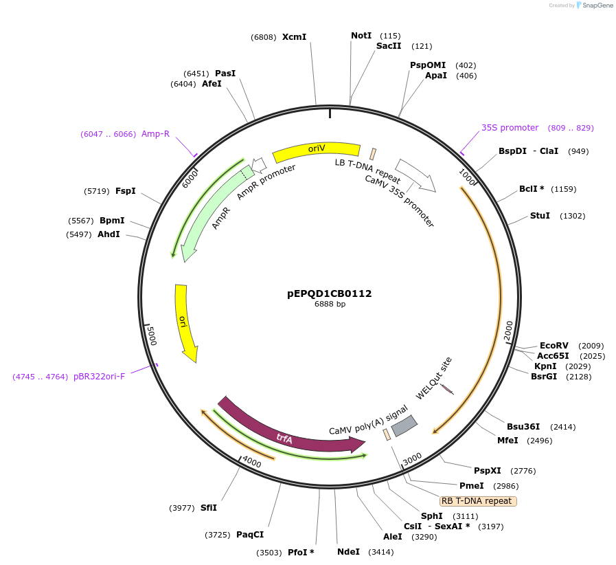 177044-plasmid-map-sequence-id-349023