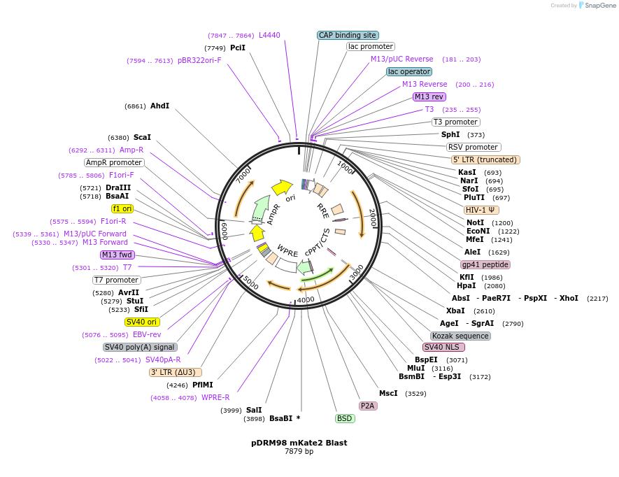 174720-plasmid-map-sequence-id-349025