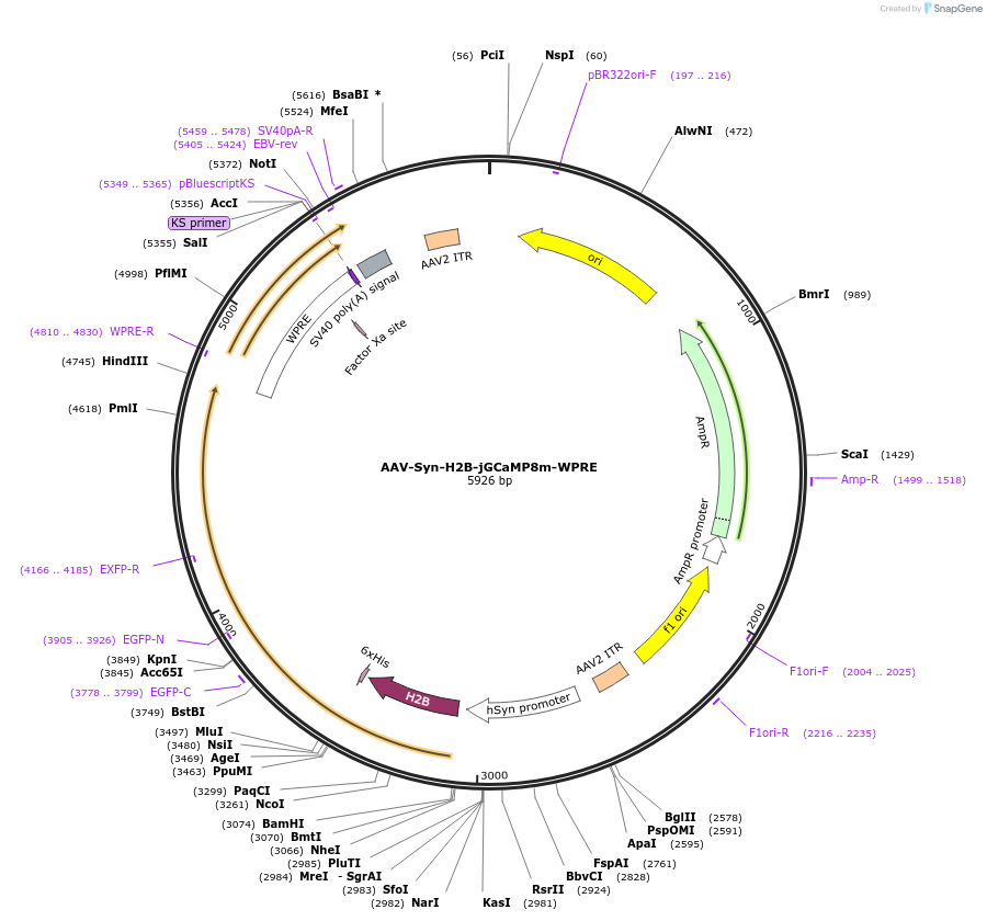 176748-plasmid-map-sequence-id-349030