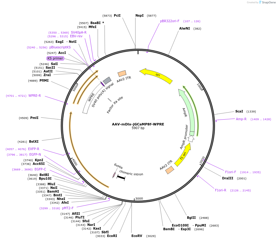 176753-plasmid-map-sequence-id-349044