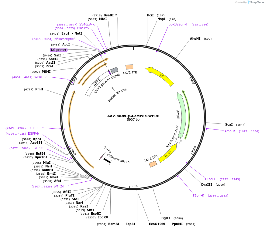176755-plasmid-map-sequence-id-349046