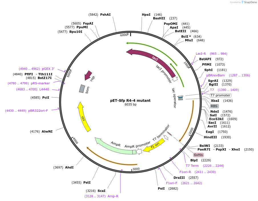 173491-plasmid-map-sequence-id-349047