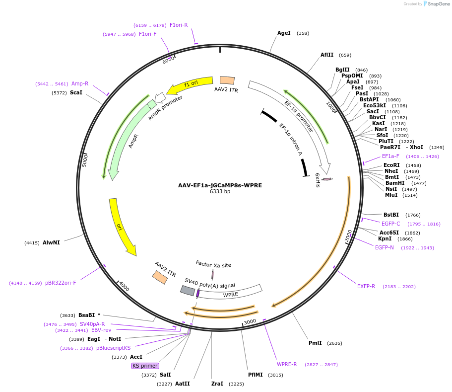 176758-plasmid-map-sequence-id-349048