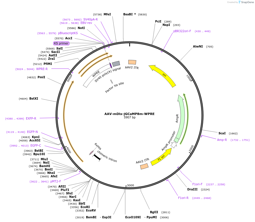 176754-plasmid-map-sequence-id-349051