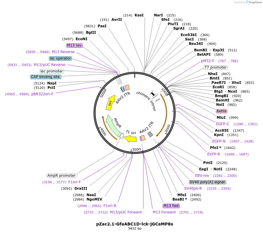 176761-plasmid-map-sequence-id-349053